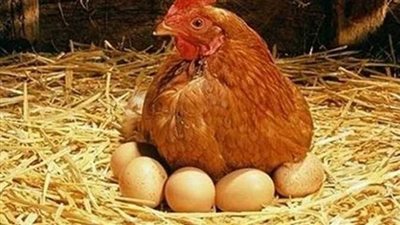 كيلو الفراخ بكام النهاردة.. سعر الدواجن اليوم الجمعة 15 نوفمبر في البورصة 