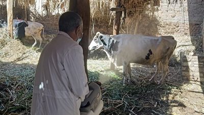 موعد إنطلاق الحملة القومية للتحصين ضد مرض طاعون المجترات الصغيرة بقنا 