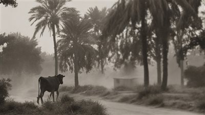 بالصور..حرامي البقرة ينافس على جوئز منصة السيني جونة