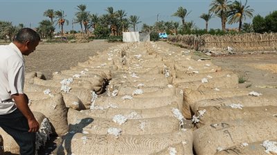 عقد مزاد القطن الخامس بالاسكندرية