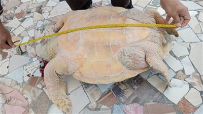 علوم البحار: العثور على سلحفاة  بحرية نافقة بشاطئ النخيل ونقلها لتحنيطها بمتحف الإسكندرية