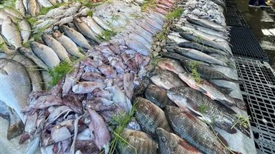 78 جنيهًا لكيلو البلطي.. استقرار أسعار السمك في الأسواق اليوم السبت