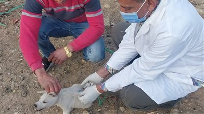 دمياط تواصل حملاتها لتطعيم الكلاب الضالة ضد السعار.. تطعيم 35 كلبا