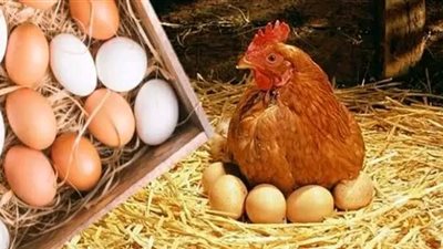 أسعار الدواجن والبيض اليوم الأربعاء في الأسواق المصرية