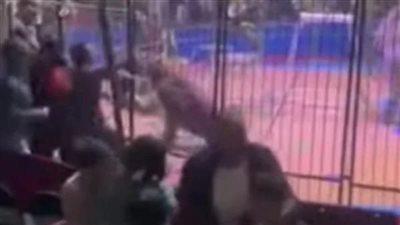  أسد يهاجم شاب داخل السيرك في طنطا| تفاصيل