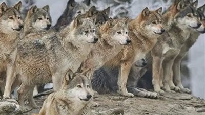 ذئاب رمادية تهاجم المنازل في أمريكا.. ونيو مكسيكو تدرس إعلان الطوارئ