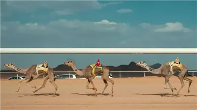 ميدان الهجن بنجران يستضيف سباق المفاريد تحت رعاية الاتحاد السعودي للهجن