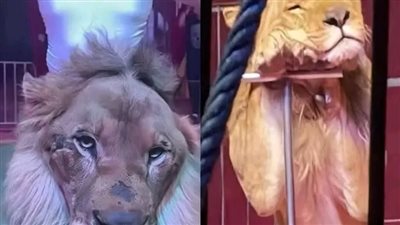 بعد واقعة سيرك طنطا..أمين الفتوى يجيب على حكم تربية وترويض الحيوانات المفترسة