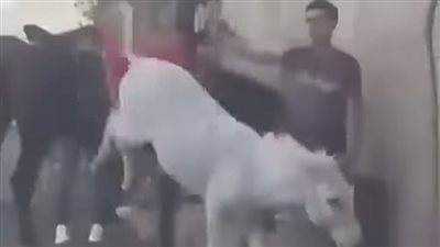 سائحة أجنبية تضرب سايسًا في منطقة أبو الهول بسبب تعذيب حمار.. فيديو