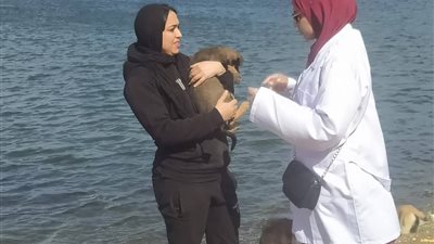 حملة مكثفة لتحصين الكلاب الضالة ضد السعار والأمراض الوبائية بدمياط