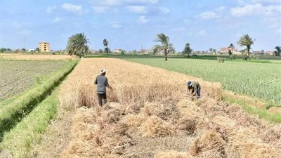 بدء موسم حصاد القمح المحلي في مصر رسميًا غدًا الثلاثاء وحتى 15أغسطس