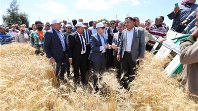 محافظ كفرالشيخ يطلق موسم حصاد القمح من البرلس