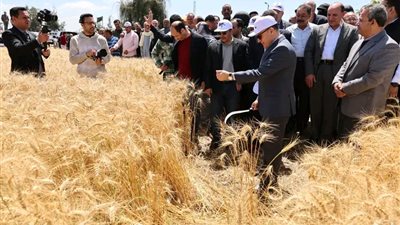 محافظ كفر الشيخ يطلق موسم حصاد القمح وسط أجواء احتفالية في البرلس