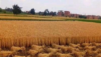 صوامع الشرقية تستقبل أولى كميات القمح المحلي بواقع 253 طنًا في أول أيام التوريد