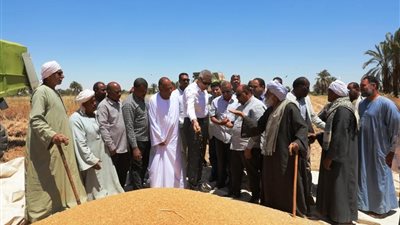 كأول باكورة للذهب الأصفر.. محافظ أسوان يعطى إشارة البدء لموسم حصاد محصول القمح الجديد | صور