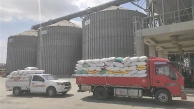 الشرقية تستقبل 594طن قمح في يوم واحد.. والمحافظ يؤكد أهمية المحصول الاستراتيجي
