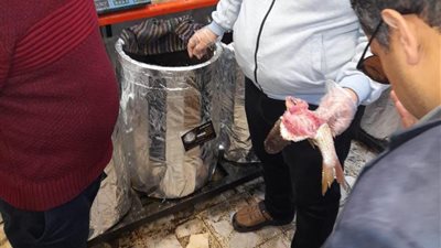 ضبط 250 كيلو فسيخ مجهول المصدر بالإسكندرية