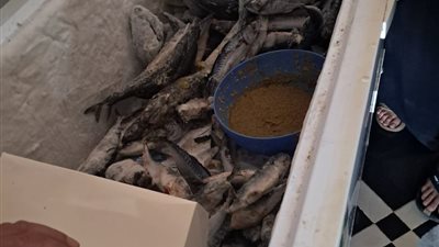 ضبط أسماك ضاره بالصحه فى كفرالشيخ 