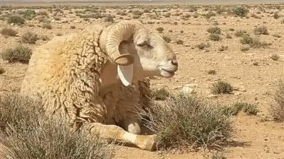 الإفتاء توضح حكم شراء الأضحية بالتقسيط.. الشروط والضوابط الشرعية