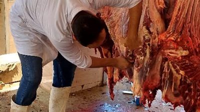ذبح 2202 أضحية للمواطنين بمجازر الجيزة خلال اليوم الأول والثاني لعيد الأضحى المبارك