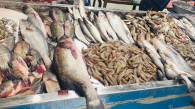 محافظ الإسماعيلية: مبادرة تخفيض أسعار الأسماك لتخفيف الأعباء المعيشية