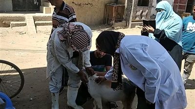 الدقهلية: تحصين 76642 في الحملة القومية الثانية ضد مرض الحمى القلاعية وحمى الوادي المتصدع 
