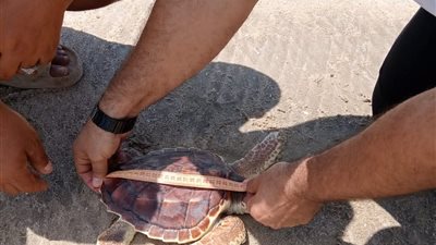 البيئة تُعيد إطلاق سلحفاة بحرية بمحمية أشتوم الجميل