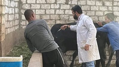 محافظ الجيزة: انطلاق الحملة القومية الثالثة للتحصين ضد مرض الحمى القلاعية وحمى الوادي 