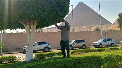 محافظ الجيزة: صيانة شاملة للمسطحات الخضراء والأشجار والمزروعات بمحيط المتحف المصري الكبير 