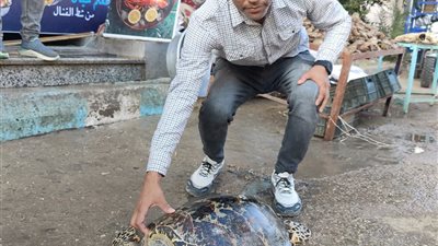 العثور على سلحفاة بحرية وإعادتها لبيئتها الطبيعية بالسويس 